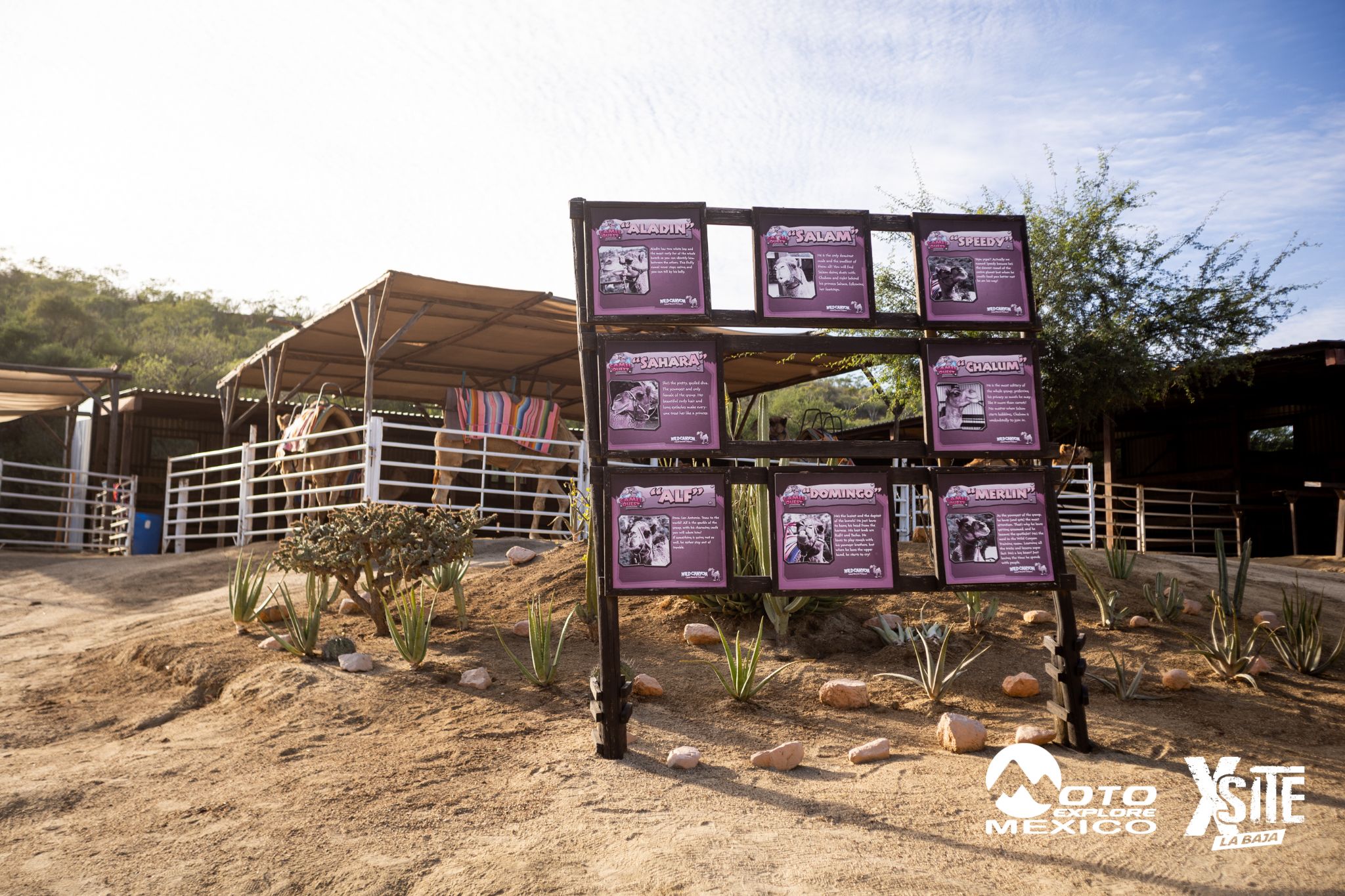 ITALIKA LA NAJA D1 497