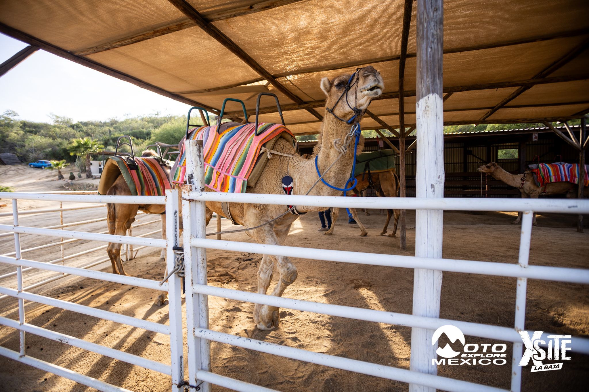 ITALIKA LA NAJA D1 498