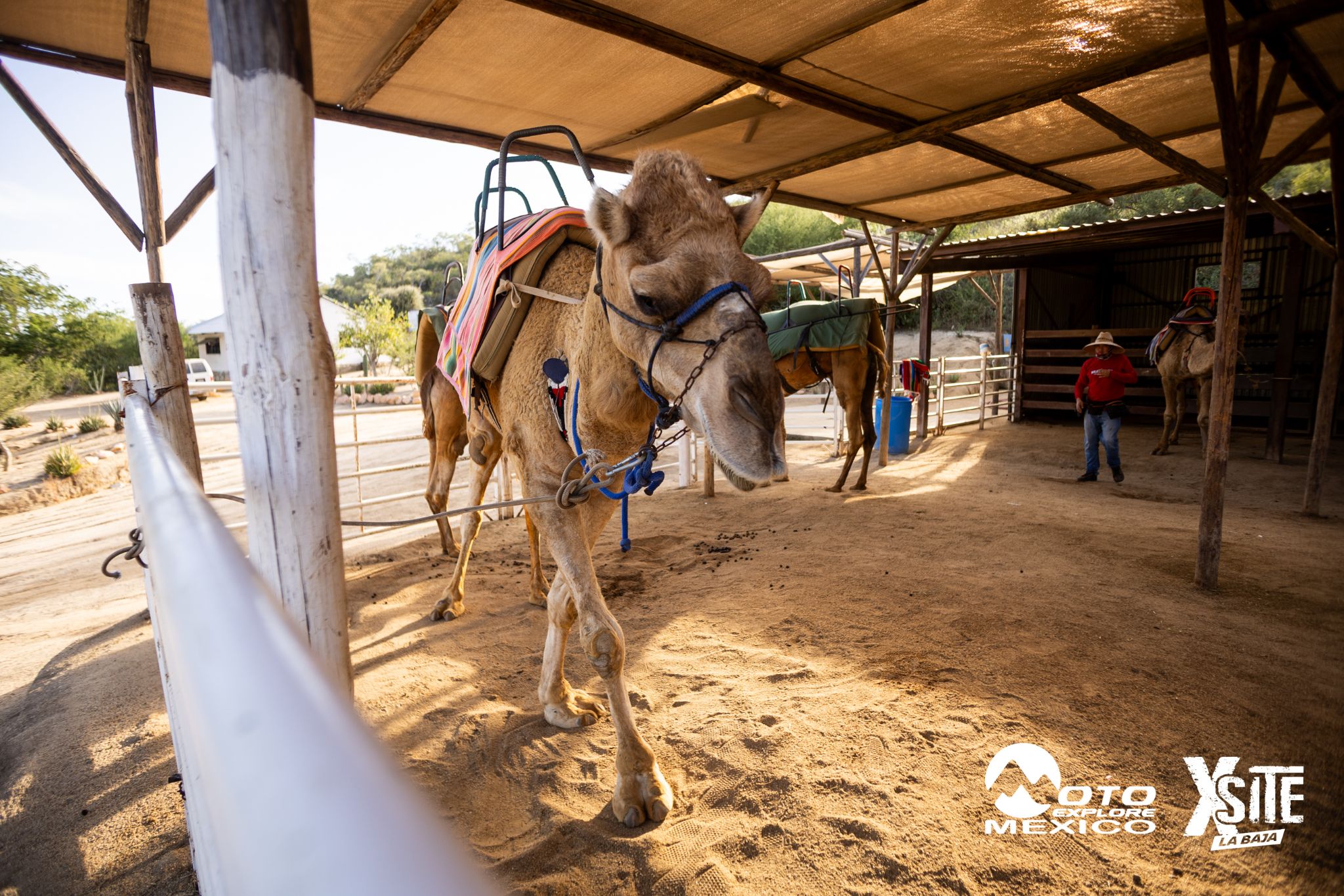 ITALIKA LA NAJA D1 499