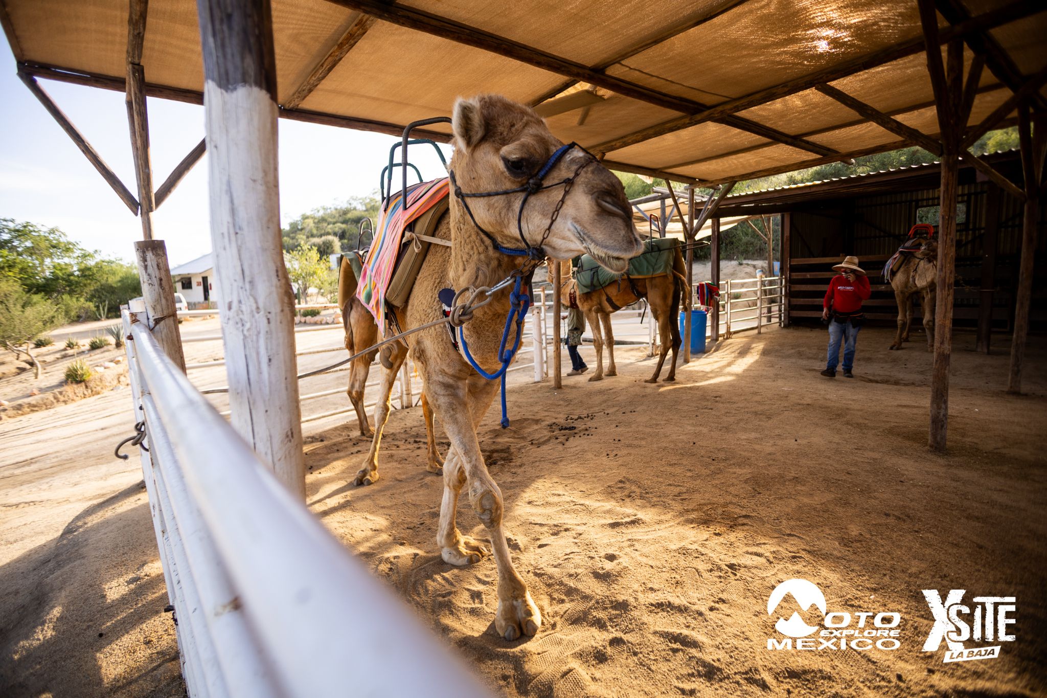 ITALIKA LA NAJA D1 500