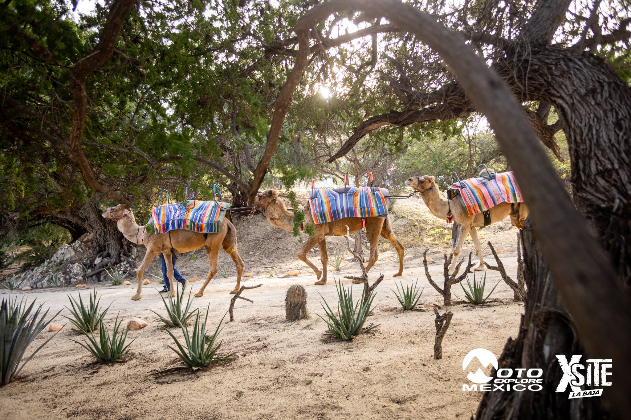 ITALIKA LA NAJA D1 505