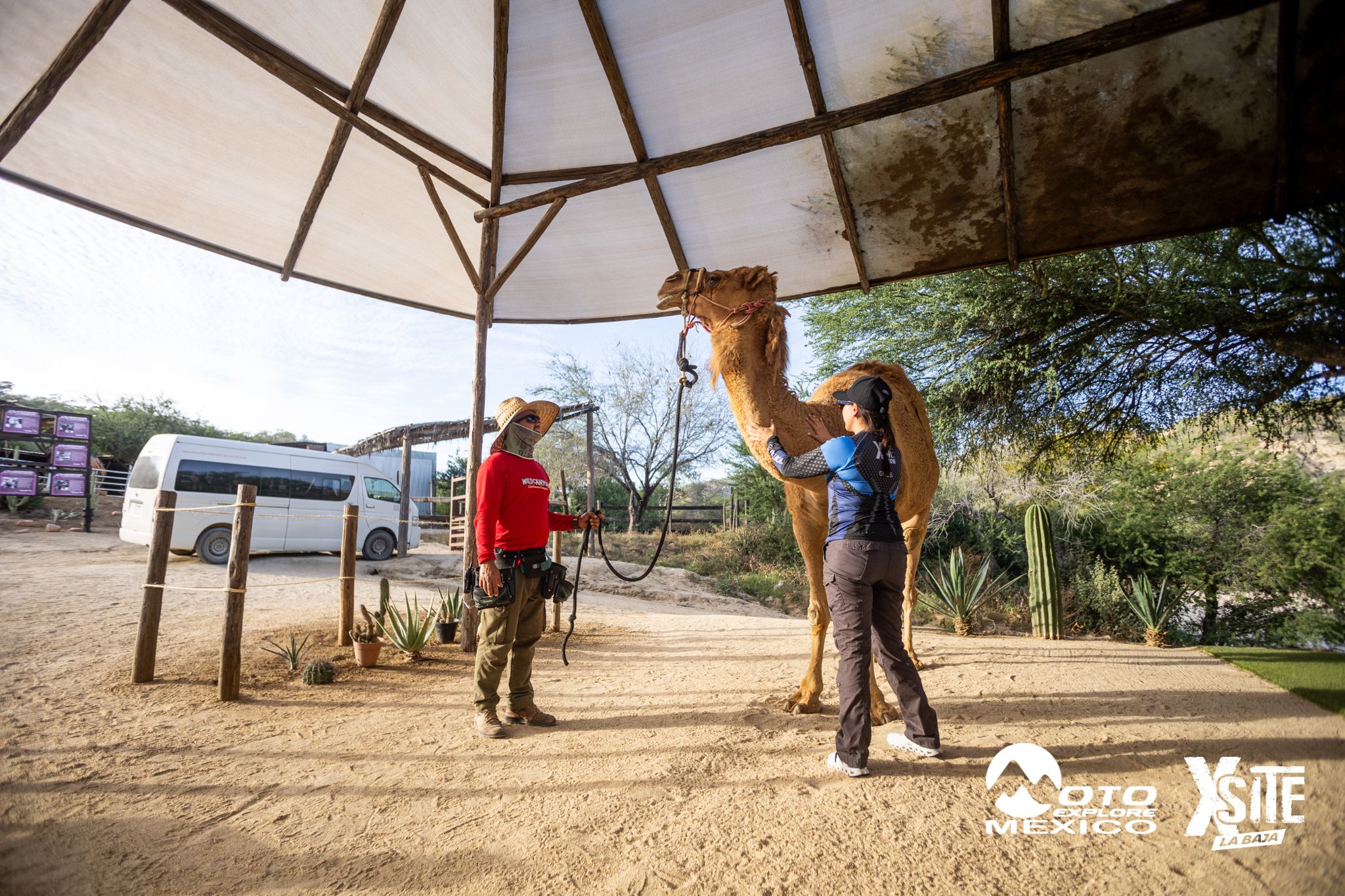 ITALIKA LA NAJA D1 593