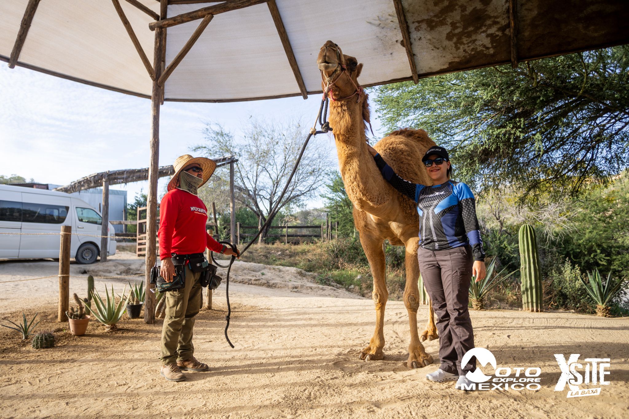 ITALIKA LA NAJA D1 595